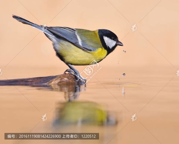 饑渴的鳥。