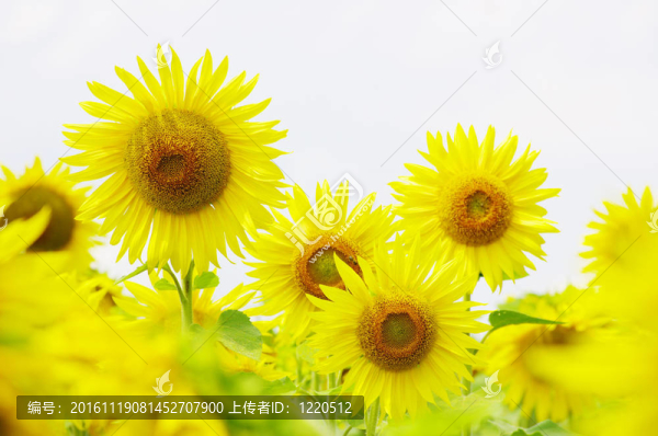 向日葵
