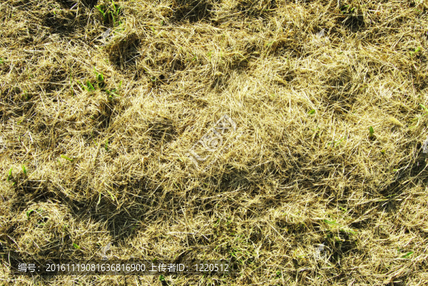 紋理的稻草