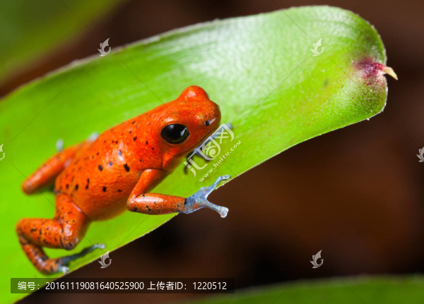 紅毒蛙