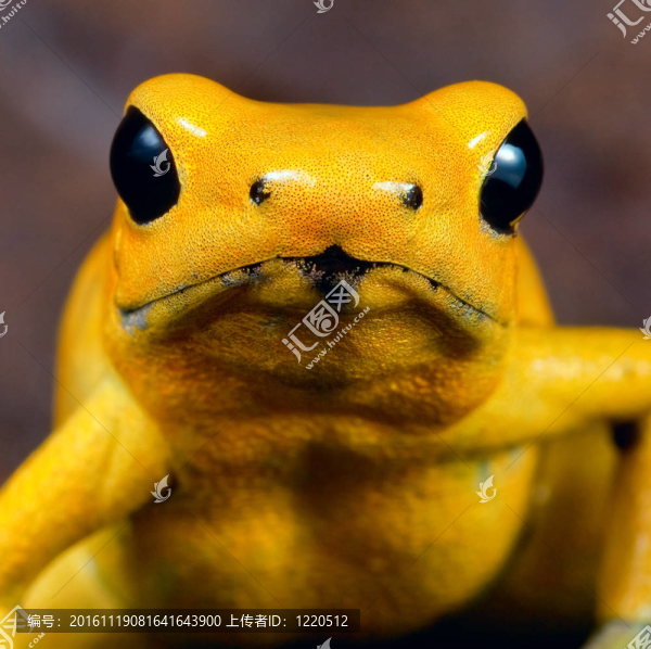 箭毒蛙