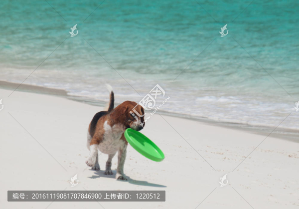 在海灘上與飛盤狗