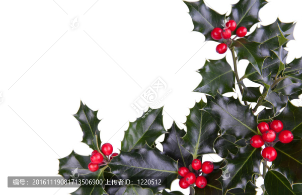 圣誕冬青
