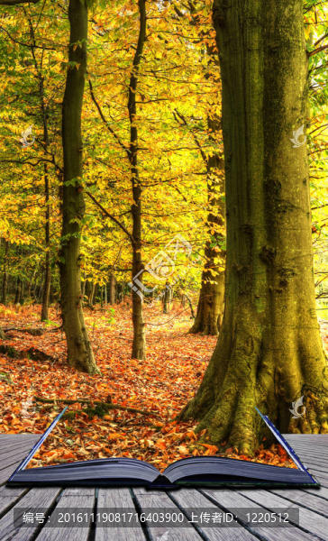 充滿活力的秋季森林景觀走出魔法書