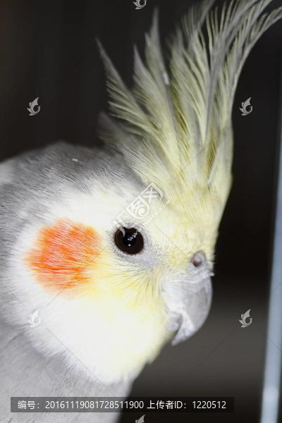 calopsita