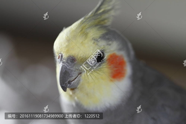 鸚鵡