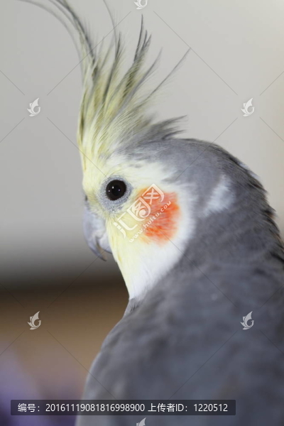 伯伯加奴-匯圖網(wǎng) www.fosd68.com 伯伯加奴