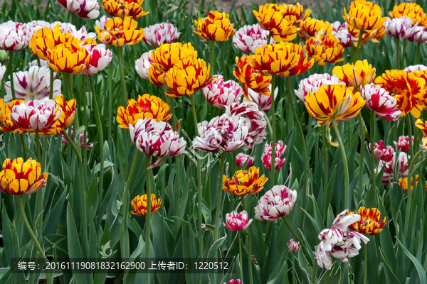 郁金香