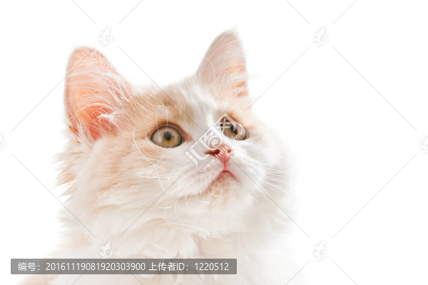 白色背景上的小貓
