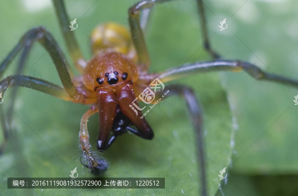 蜘蛛