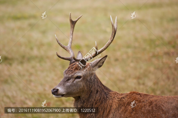 雄偉的紅鹿在秋天的肖像