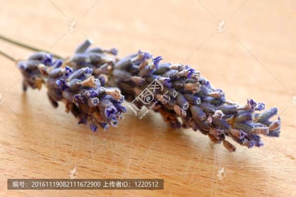 薰衣草的小枝
