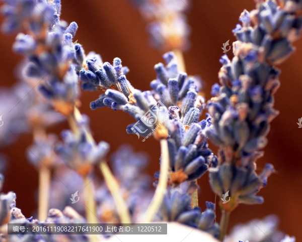 薰衣草的小枝