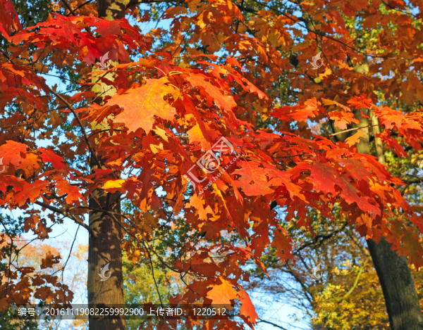陽光穿過紅葉秋紅葉