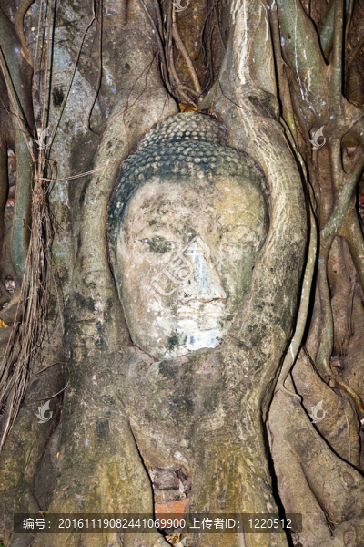 Ajutthaya寺寺佛頭被一棵樹的根