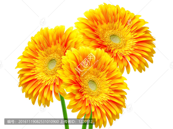 Gerber的花