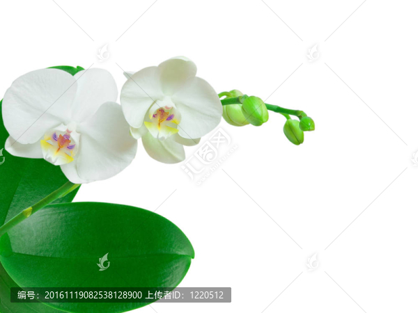 蘭花
