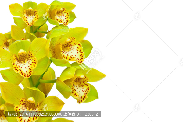 蘭花