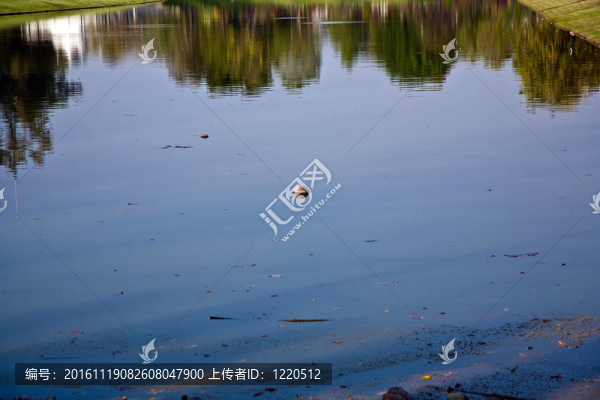 椰子在公園的湖里游泳