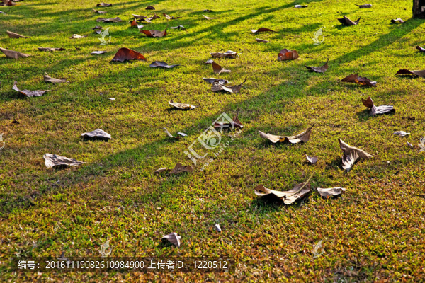 美麗的樹(shù)葉在陽(yáng)光下的宮殿草地上-匯圖網(wǎng) www.fosd68.com 美麗的樹(shù)葉在陽(yáng)光下的宮殿草地上