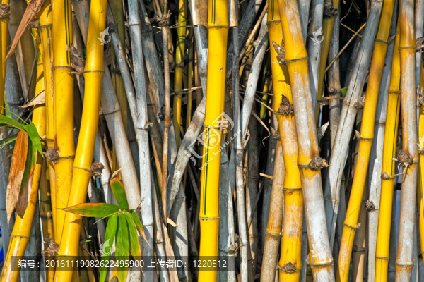 在宮殿在曼谷附近爆炸PA公園竹；泰國（泰國國王的夏宮）附近ajuttaya