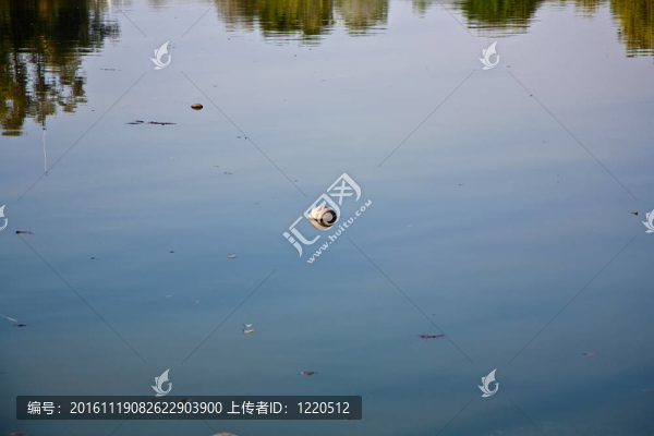 椰子在公園的湖里游泳