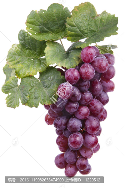 紅葡萄；分離
