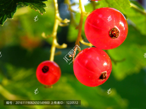 紅醋栗漿果