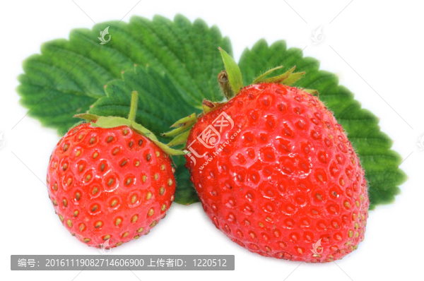 草莓