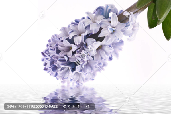 盛開(kāi)的風(fēng)信子