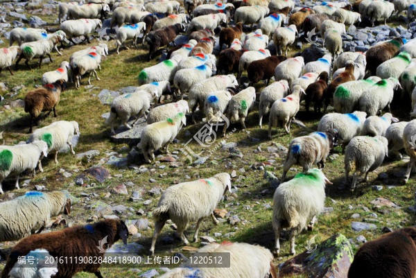 羊吃草-匯圖網(wǎng) www.fosd68.com 羊吃草