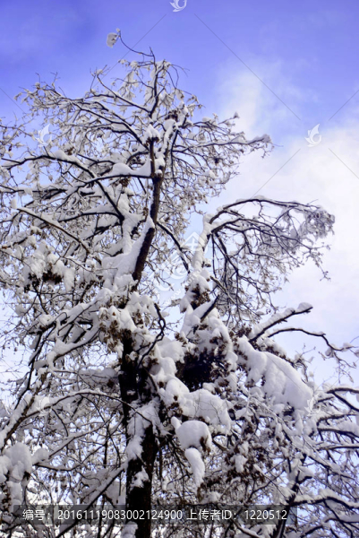 樹(shù)上的雪