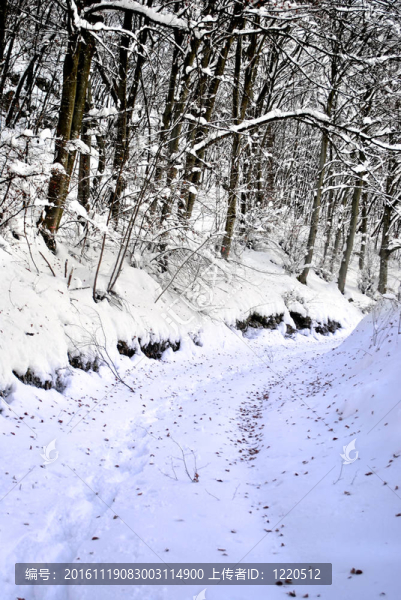 樹上的雪-匯圖網(wǎng) www.fosd68.com 樹上的雪