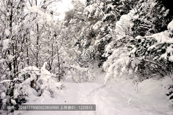 針葉林的雪