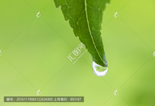 葉子上的水滴