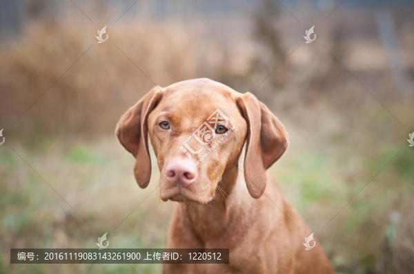 匈牙利維茲拉犬狗靠近