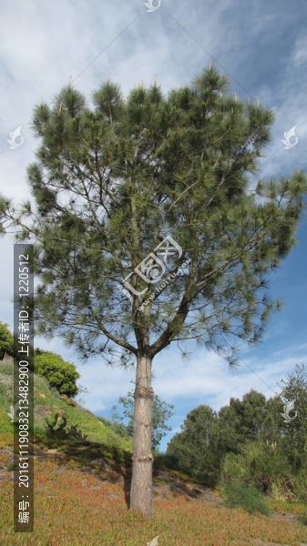 峽谷社區(qū)公園