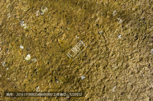 蘇珊海貝殼化石海灘cemete