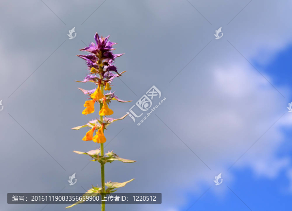 多云背景上的田間花