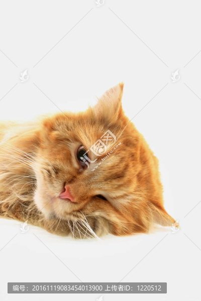 紅貓