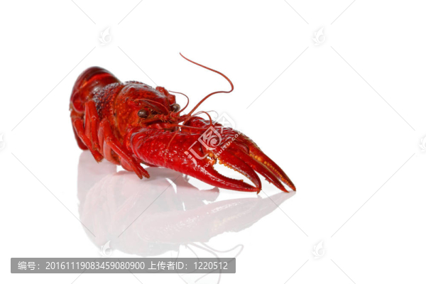 小龍蝦