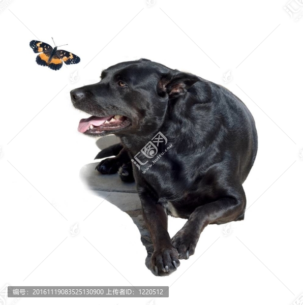 黑色的拉布拉多獵犬與蝴蝶