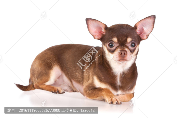 奇瓦瓦-匯圖網(wǎng) www.fosd68.com 奇瓦瓦