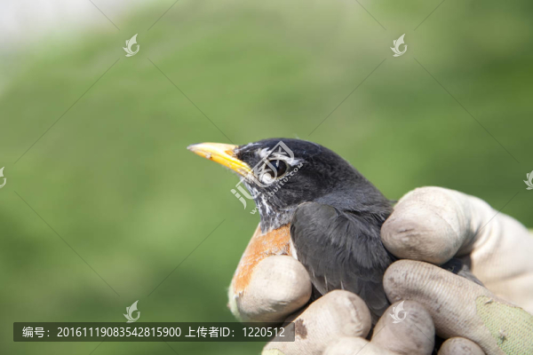 年輕的羅賓