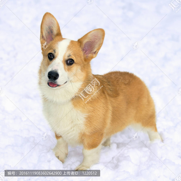 威爾士柯基犬