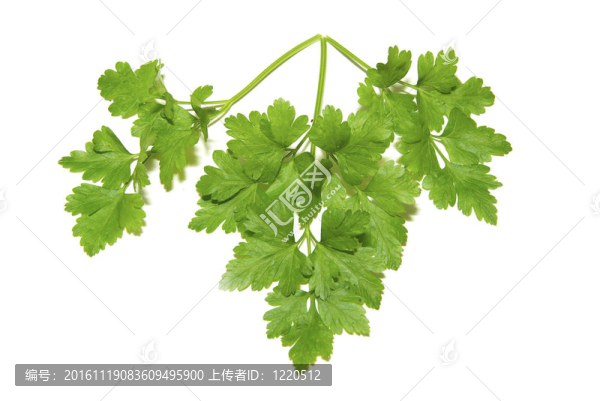 香草歐芹