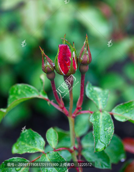 玫瑰花蕾。