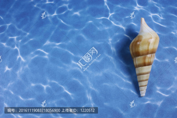 海貝殼