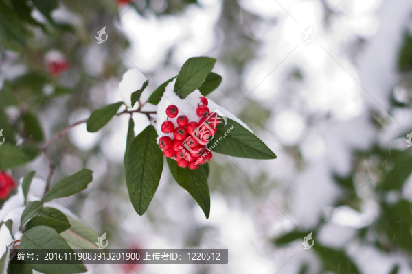 紅色漿果-覆蓋在雪中