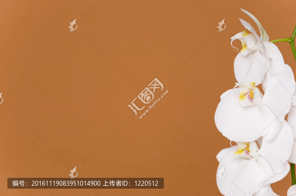 開花(蘭花)-匯圖網(wǎng) www.fosd68.com 開花(蘭花)